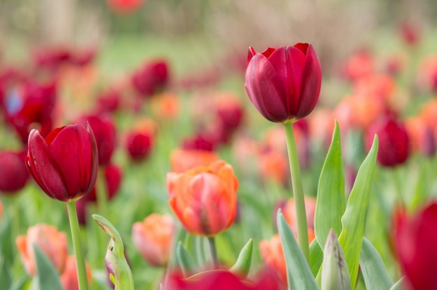 Sony a55, Sony 70-200mm f/2.8 APO G(D) SSM Lens @ f/8, 1/60sec, 130mm, ISO 100