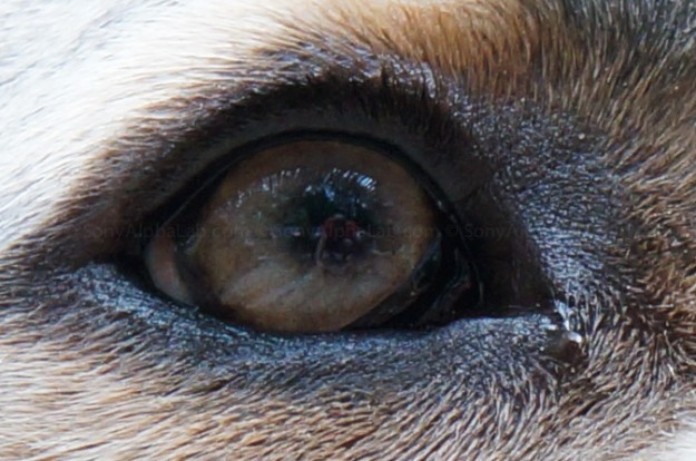 100% Crop of photo above- Nex-5n - Sony E-Mount 18-55mm f/3.5-5.6 Lens @ f/7.1, 55mm, 1/80sec, ISO 800, handheld 100% Crop of photo above- Nex-5n - Sony E-Mount 18-55mm f/3.5-5.6 Lens @ f/7.1, 55mm, 1/80sec, ISO 800, handheld