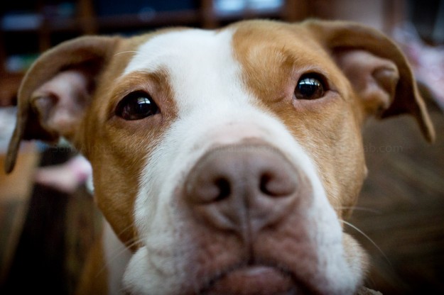My Dog Sadie in the livingroom natural light - Nex-7 w/ Sony 30mm Macro Lens @ f/, 1/4sec, ISO 400, Cropped in Lightroom and Vingette added My Dog Sadie in the livingroom natural light - Nex-7 w/ Sony 30mm Macro Lens @ f/, 1/4sec, ISO 400, Cropped in Lightroom and Vingette added