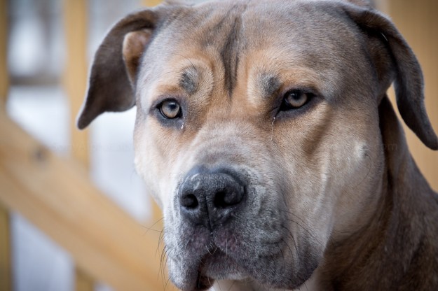 My Dog Chubs - Sony Nex-7 w/ 18-200mm f/3.5-6.3 OS Lens @ f/6.3, 1/200sec, 200mm, ISO 400 - Handheld My Dog Chubs - Sony Nex-7 w/ 18-200mm f/3.5-6.3 OS Lens @ f/6.3, 1/200sec, 200mm, ISO 400 - Handheld