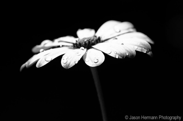 Sony Nex-5n w. Sony 50mm f/1.8 OSS Lens @ f/4, 1/800sec, ISO 100, Tri-pod, Manual Mode Sony Nex-5n w. Sony 50mm f/1.8 OSS Lens @ f/4, 1/800sec, ISO 100, Tri-pod, Manual Mode
