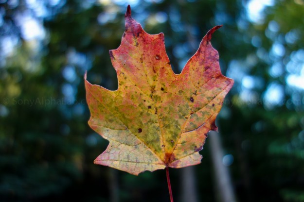 Sony RX100 @ 10.4mm, f/1.8, 1/125sec, ISO 125, Hand Held Sony RX100 @ 10.4mm, f/1.8, 1/125sec, ISO 125, Hand Held