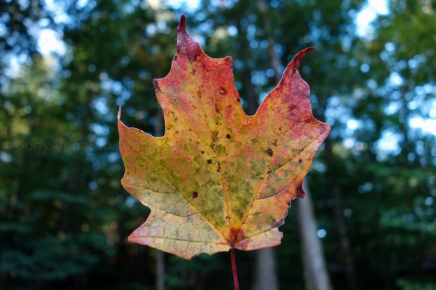 Sony RX100 @ 10.4mm, f/3.5, 1/30sec, ISO 125, Hand Held Sony RX100 @ 10.4mm, f/3.5, 1/30sec, ISO 125, Hand Held