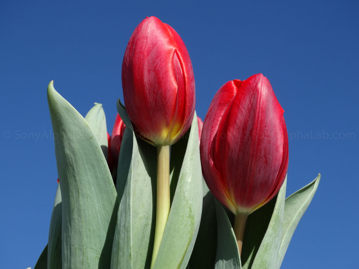 dsc-hx300Close-up Tulips
