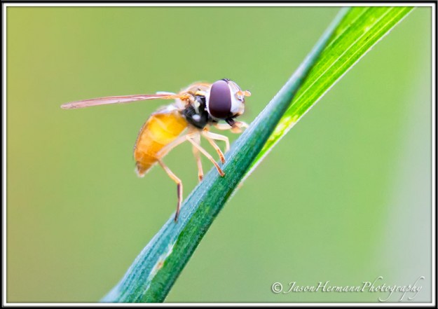 Focus Stacking 101 - Tutorial