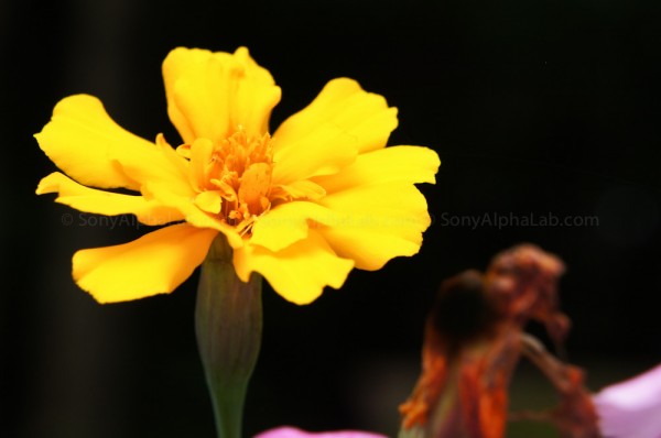 A Yellow Flower - Sony Nex-C3, 18-55mm f/3.5-5.6 Zoom Lens @ 54mm, f/8, 1/160sec, ISO 200