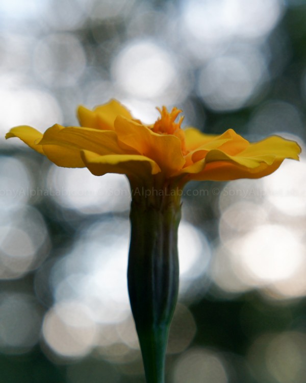 Yellow Flower - Nex-C3, 18-55mm lens @ 55mm, f/7, 1/100sec, ISO 500
