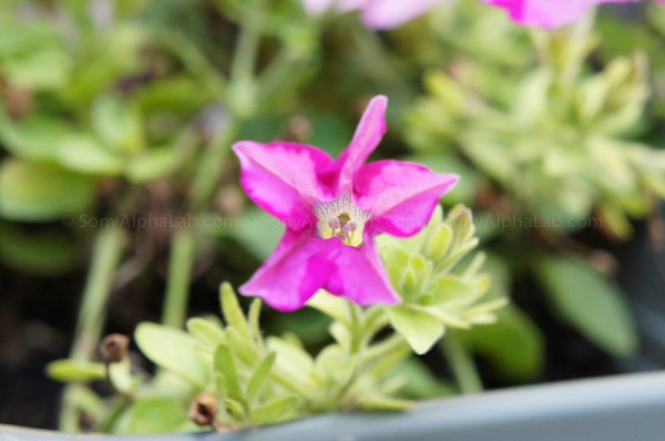 Purple Flower - Nex-C3, 18-55mm lens @ 55mm, f/7.1, 1/60sec, ISO 1600