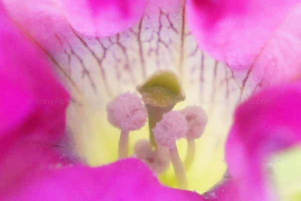 100% Crop - Purple Flower - Nex-C3, 18-55mm lens @ 55mm, f/7.1, 1/60sec, ISO 1600