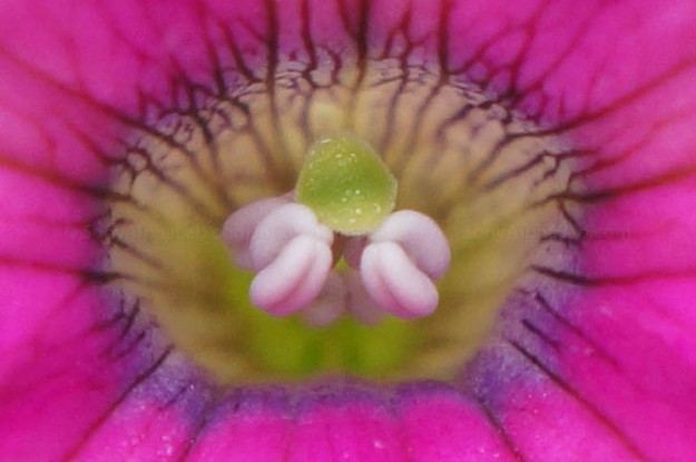 100% Crop - Flower - Sony Nex-5n w/ 18-55mm lens @ f/7.1,1/320sec, 55mm, ISO 800