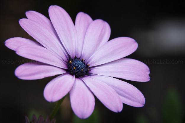 Daisy - Nex-5n w/ Fotodiox Lens Adapter, 25mm Extension Tube, and Canon 24-105mm f/4 L Lens