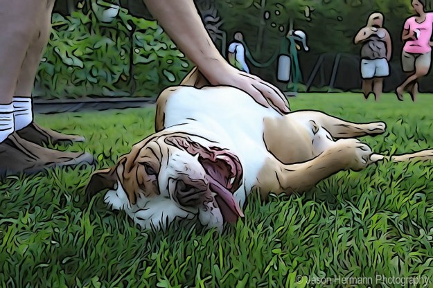 Spunky getting belly rubs - Sony RX100 Illustration Mode- High